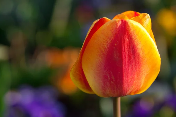 Красивые тюльпаны в парке города — стоковое фото