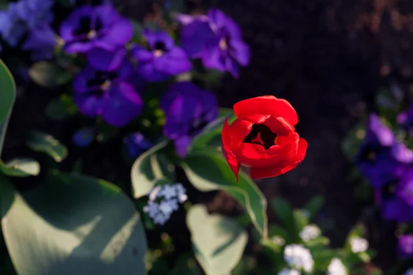 美丽的郁金香和公园里的紫罗兰 — 图库照片