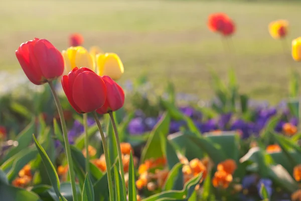 Beautiful tulips in city park — Stock Photo, Image