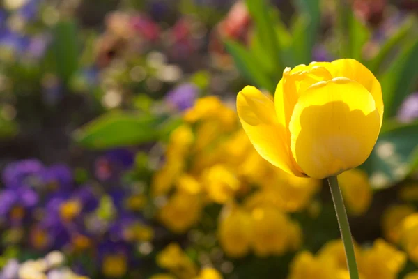 Krásné žluté tulipány v městském parku — Stock fotografie