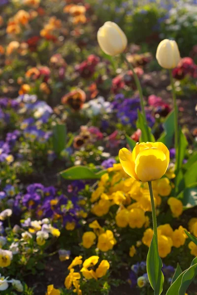 Piękne tulipany i bratki w parku — Zdjęcie stockowe