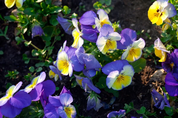 Beautiful pansies in a city garden — Stock Photo, Image