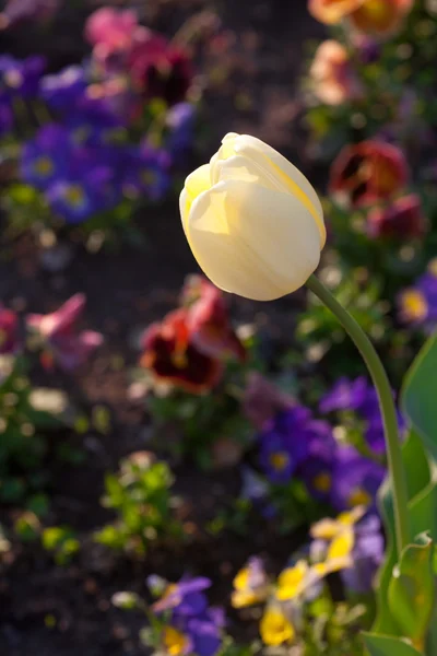 Vackra tulpaner och penséer i parken — Stockfoto
