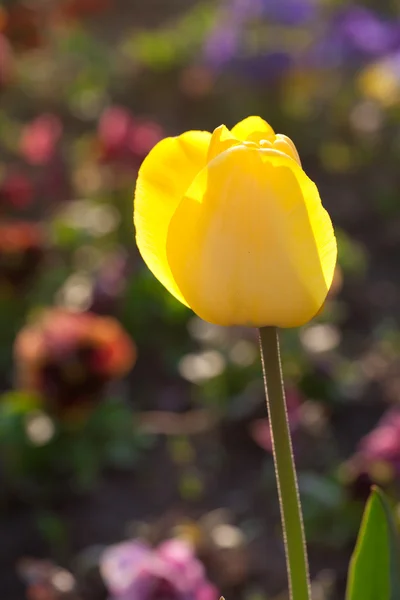 Belles tulipes jaunes dans le parc de la ville — Photo