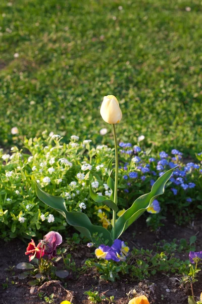 Krásné tulipány v městském parku — Stock fotografie
