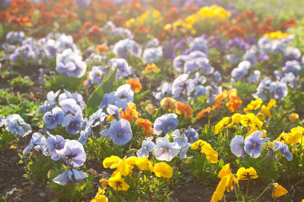 在城市花园的美丽紫罗兰 — 图库照片