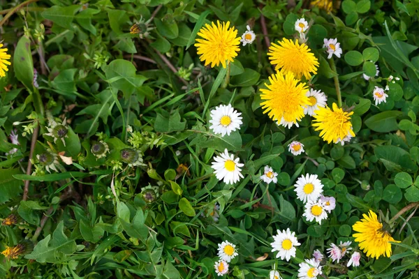 Background of dandelions, green grass and daisies — Stock Photo, Image
