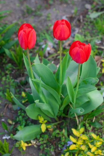 Krásné červené tulipány v městském parku — Stock fotografie