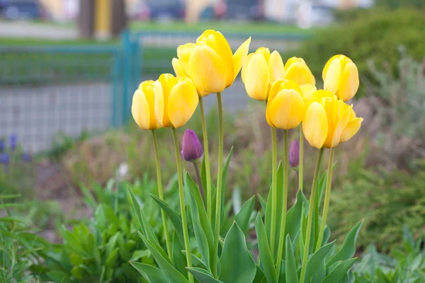 Vackra gula tulpaner i stadsparken — Stockfoto
