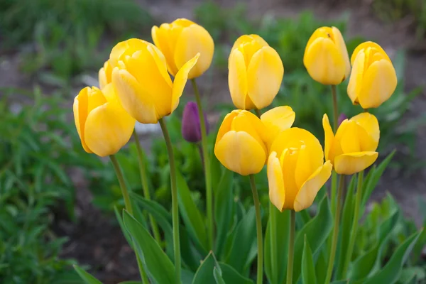 Krásné žluté tulipány v městském parku — Stock fotografie