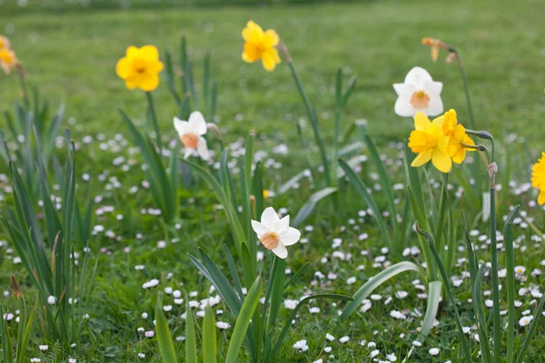 Beautiful narcissus in the park — Stock Photo, Image