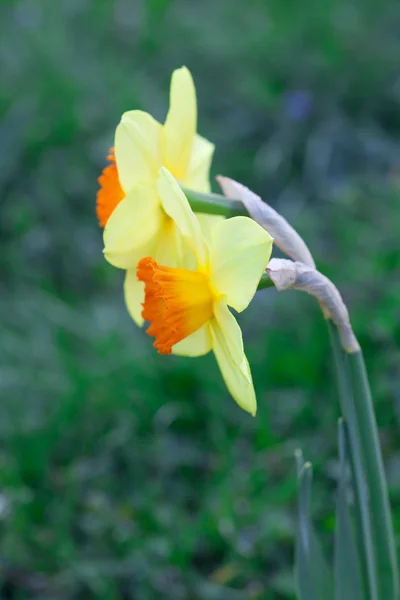 Beautiful narcissus in the park — Stock Photo, Image