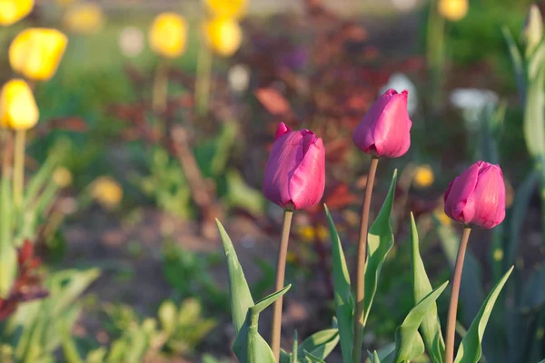 Belas tulipas no parque da cidade — Fotografia de Stock