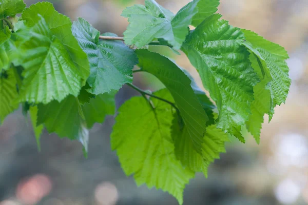 Зеленые весенние листья на ветке дерева — стоковое фото