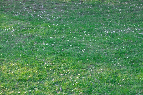 Bakgrund av våren grönt gräs — Stockfoto