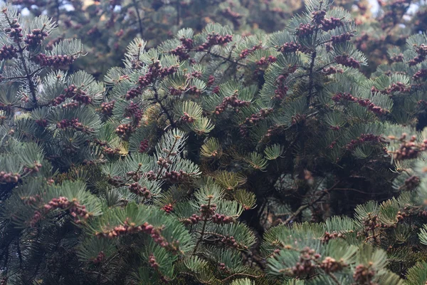 Young spruce with cones — Stock Photo, Image