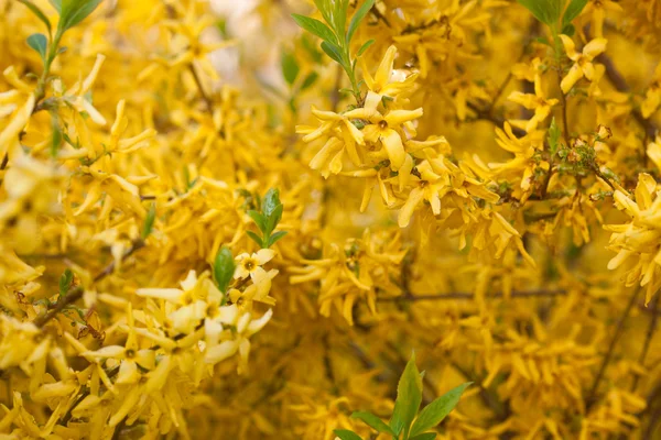Gele Lentebloemen op een boomtak — Stockfoto
