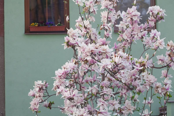 Bloeiende magnolia op de achtergrond van het huis — Stok fotoğraf