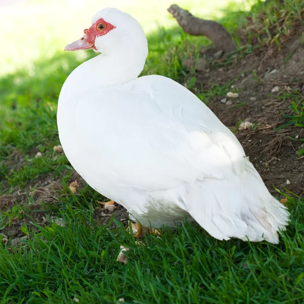 Pato branco em um fundo de grama verde — Fotografia de Stock