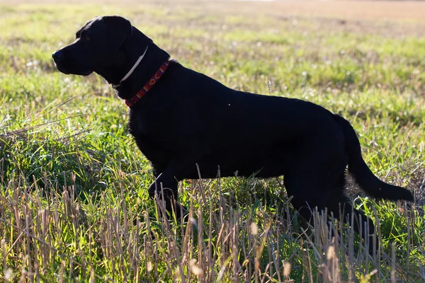 Nagy fekete kutya, zöld mezőben — Stock Fotó