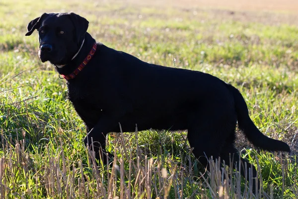 Μεγάλο μαύρο σκυλί στο πράσινο πεδίο — Φωτογραφία Αρχείου