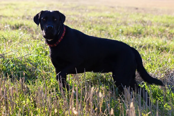Μεγάλο μαύρο σκυλί στο πράσινο πεδίο — Φωτογραφία Αρχείου