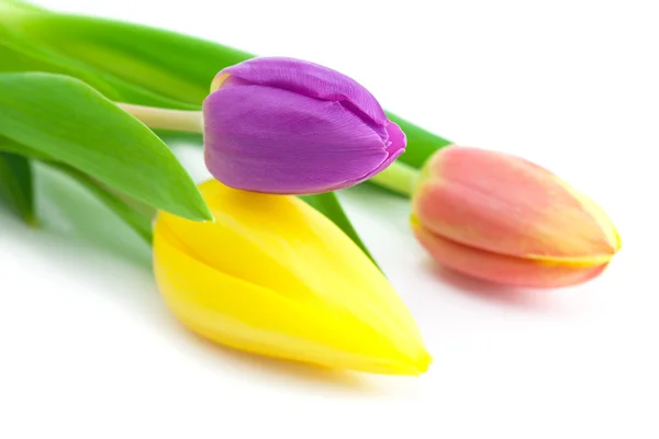 Tulipani colorati isolati su bianco — Foto Stock