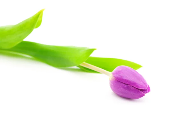 Färgglada tulpaner isolerade på vitt — Stockfoto