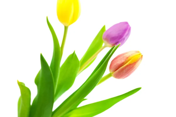 Tulipanes coloridos aislados en blanco —  Fotos de Stock
