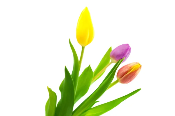 Kleurrijke tulpen geïsoleerd op wit — Stockfoto