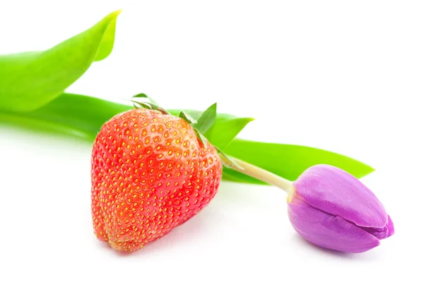 多彩的郁金香和草莓上白色隔离 — 图库照片