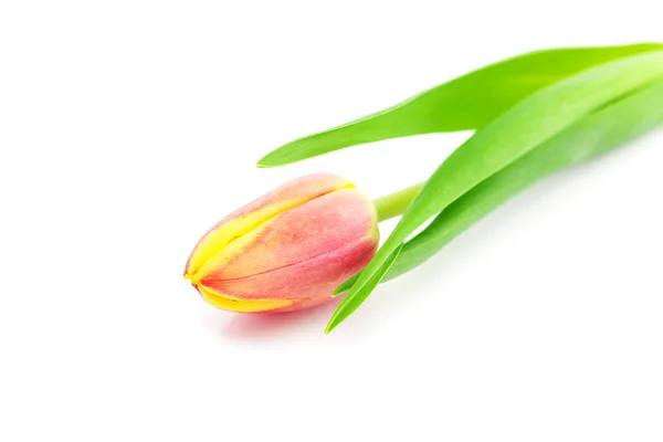 Tulipanes coloridos aislados en blanco — Foto de Stock
