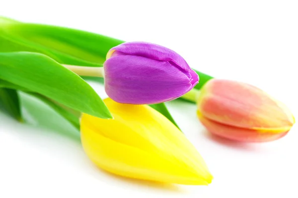 Kleurrijke tulpen geïsoleerd op wit — Stockfoto