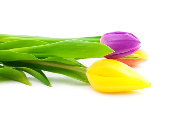Barevné tulipány izolované na bílém — Stock fotografie