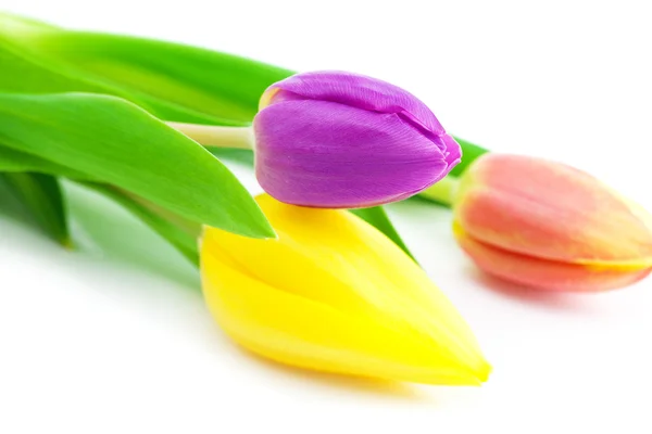 Tulipanes coloridos aislados en blanco — Foto de Stock