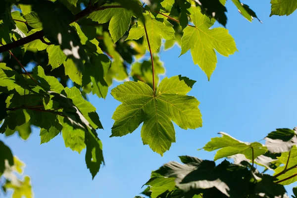 Φύλλα σφενδάμου στον γαλάζιο ουρανό — Φωτογραφία Αρχείου