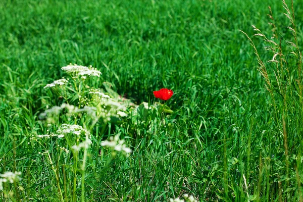 Bel fiore di papavero su uno sfondo di erba — Foto Stock