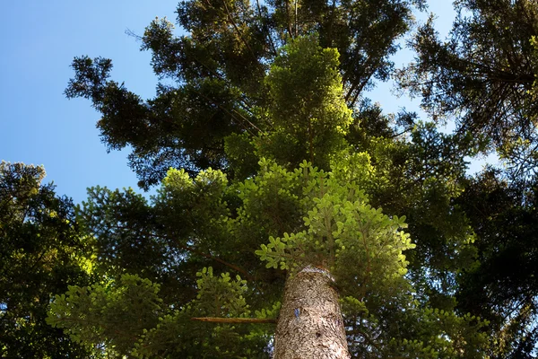 Koruna borovice proti modré obloze — Stock fotografie