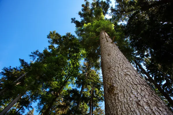 Koruna borovice proti modré obloze — Stock fotografie