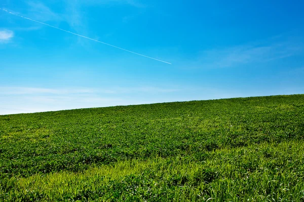 푸른 하늘에 대 한 풀밭 — 스톡 사진