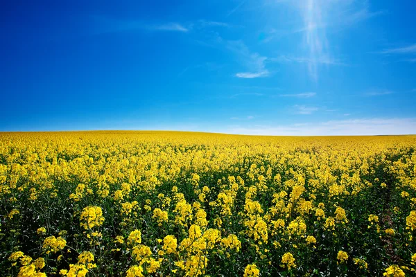 Gelbes Rapsfeld gegen den blauen Himmel — Stockfoto