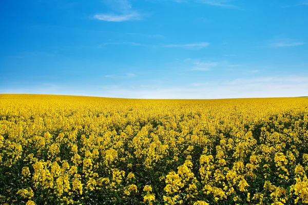 Campo di stupro giallo contro il cielo blu — Foto Stock