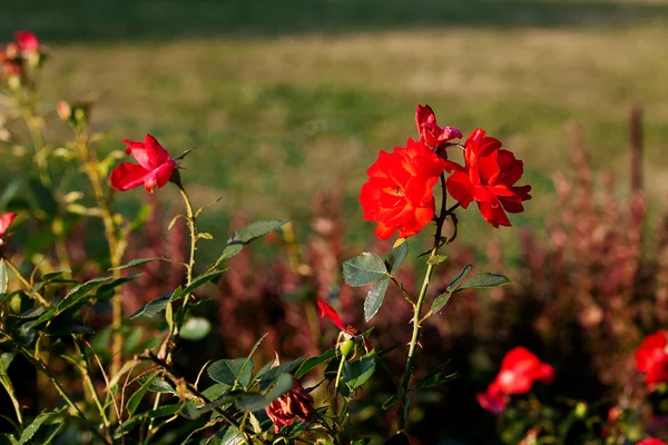 Rosas vermelhas em um fundo de grama verde — Fotografia de Stock