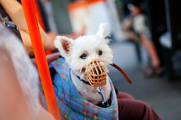 Muzzled dog sitting in a bag — Stock Photo, Image