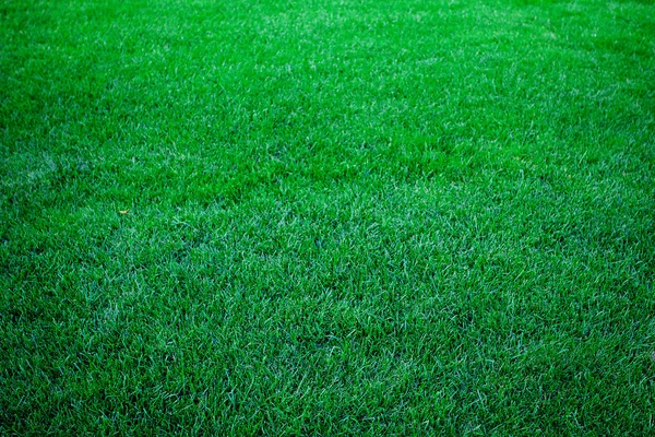 Bakgrund av frodig grönt gräs — Stockfoto