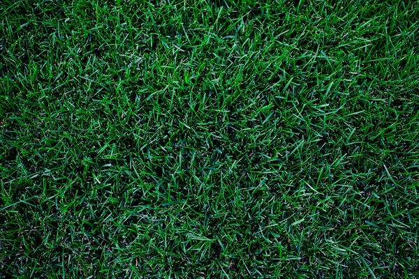 Bakgrund av frodig grönt gräs — Stockfoto