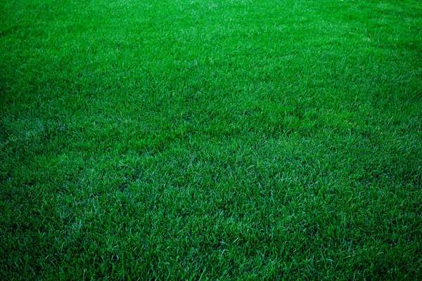 Sfondo di erba verde lussureggiante — Foto Stock