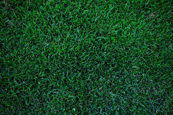 Hintergrund des üppig grünen Grases — Stockfoto