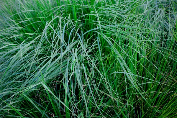 Achtergrond van weelderig groen gras — Stockfoto