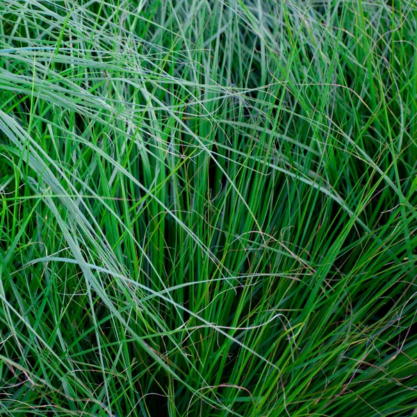 Achtergrond van weelderig groen gras — Stockfoto